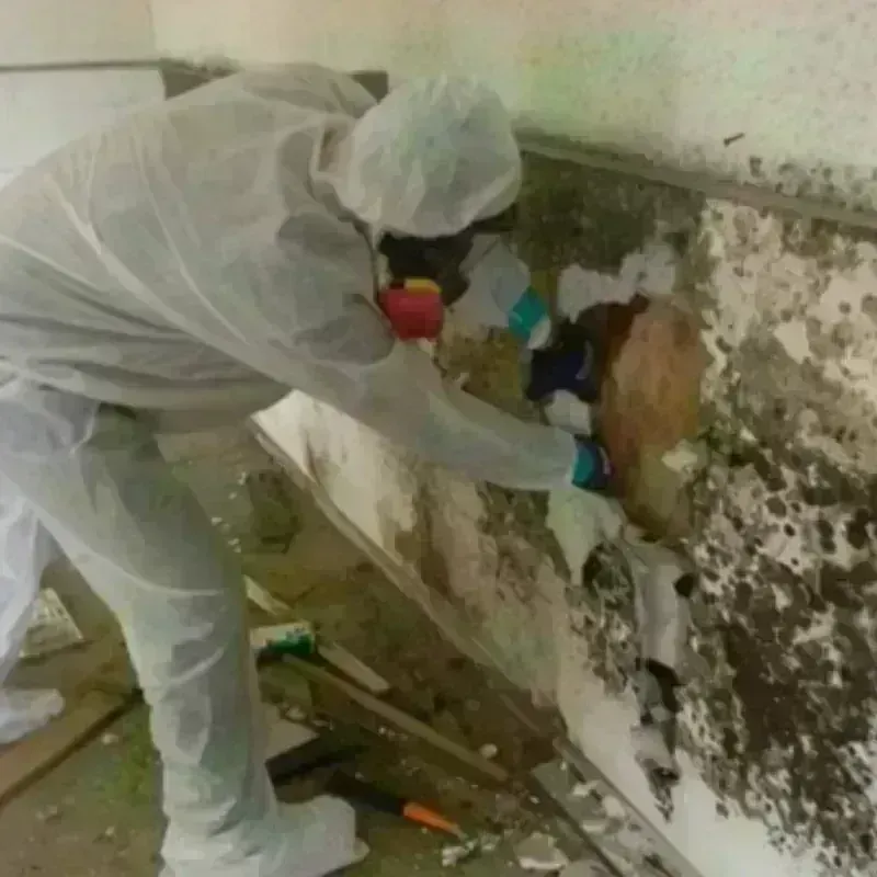 Mold Remediation and Removal in Yanceyville, NC